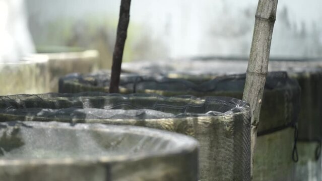 view of the snakehead fish pond made of cement. snakehead fish pond with a round shape