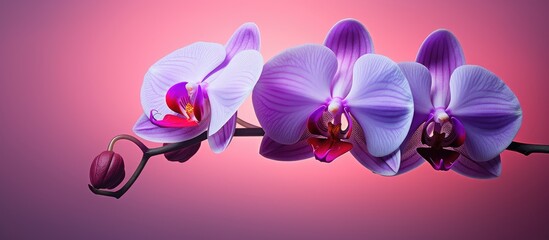 Naklejka premium A phalaenopsis orchid displaying vibrant shades of pink and purple stands against a backdrop that offers ample room for additional content in the image