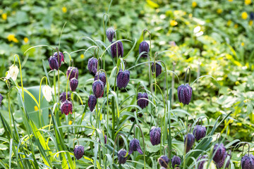 Unusual snake's head fritillary flowers, photographed outside the wall at Eastcote House Gardens,...