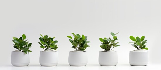 Isolated from a white background there are small green plants in white pots that provide copy space - Powered by Adobe