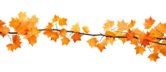An isolated autumn maple branch with leaves against a white background providing ample copy space for images