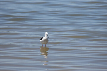 bird, nature, water, seagull, sea, wildlife, beach, animal, sandpiper, birds, gull, shorebird, ocean, shore, sand, wader, white, coast, wild, plover, beak, lake, feather, yellowlegs