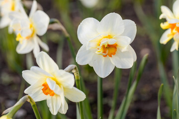 White flower of daffodil Narcissus cultivar Obdam from Double Group