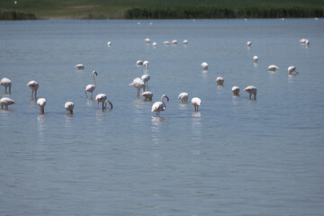 Phoenicopterus, swan, bird, water, lake, nature, animal, swans, birds, wildlife, white, wild, pond, animals, river, beautiful, beauty, flamingo, sea, beak, flock, feather, feathers, swimming, family,