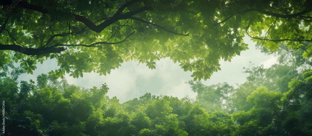 Poster a lush canopy of green leaves adorns the top of the tree creating a captivating copy space image