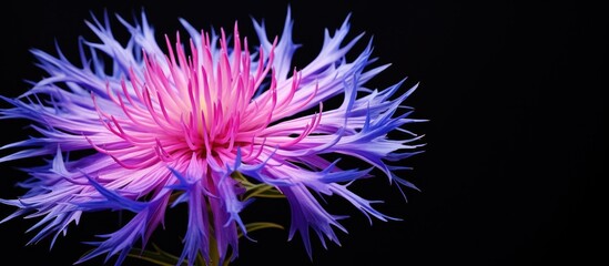 A stunning and charming image of the Centaurea flower portraying its beauty and elegance Don t miss the copy space for your creativity