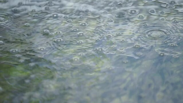 A flock of baby snakehead fish swimming together. Fish seeds swim together in a pond