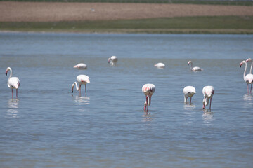 Phoenicopterus, swan, bird, water, lake, nature, animal, swans, birds, wildlife, white, wild, pond, animals, river, beautiful, beauty, flamingo, sea, beak, flock, feather, feathers, swimming, family,
