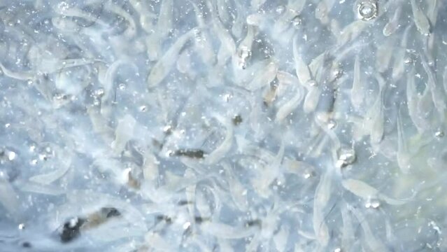 young snakehead fish swim together. noisy water in the fish pond