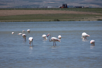 Phoenicopterus, swan, bird, water, lake, nature, animal, swans, birds, wildlife, white, wild, pond, animals, river, beautiful, beauty, flamingo, sea, beak, flock, feather, feathers, swimming, family,