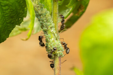 Ants and aphids on the raspberry bush, Ants enjoy snacking on the sweet honeydew that aphids excrete as waste.