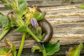 Arion hortensis, garden slug, black field slug