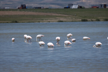 Phoenicopterus, swan, bird, water, lake, nature, animal, swans, birds, wildlife, white, wild, pond, animals, river, beautiful, beauty, flamingo, sea, beak, flock, feather, feathers, swimming, family,