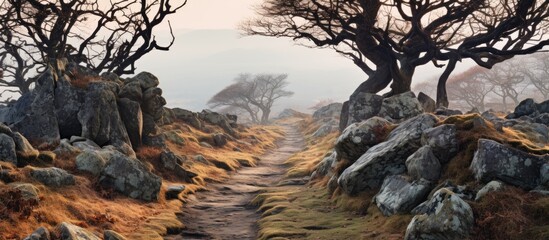 A misty trail meanders through a foggy scene adorned with leafless trees and rugged boulders providing an ideal copy space image