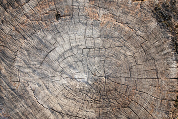 Naklejka premium The surface of the stumps cut. Beautiful and long lasting.