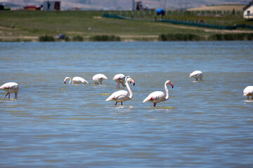 Phoenicopterus, swan, bird, water, lake, nature, animal, swans, birds, wildlife, white, wild, pond, animals, river, beautiful, beauty, flamingo, sea, beak, flock, feather, feathers, swimming, family,