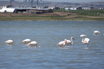 Phoenicopterus, swan, bird, water, lake, nature, animal, swans, birds, wildlife, white, wild, pond, animals, river, beautiful, beauty, flamingo, sea, beak, flock, feather, feathers, swimming, family,