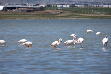 Phoenicopterus, swan, bird, water, lake, nature, animal, swans, birds, wildlife, white, wild, pond, animals, river, beautiful, beauty, flamingo, sea, beak, flock, feather, feathers, swimming, family,