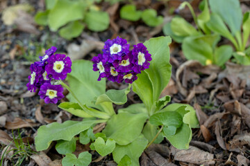 The Violet primula flowers. Primrose close up