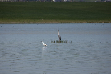 Phoenicopterus, swan, bird, water, lake, nature, animal, swans, birds, wildlife, white, wild, pond, animals, river, beautiful, beauty, flamingo, sea, beak, flock, feather, feathers, swimming, family,