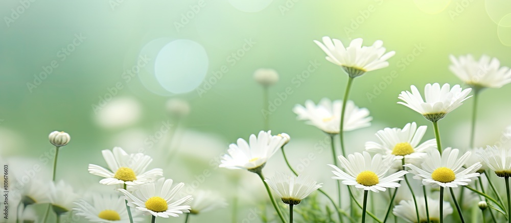 Poster a floral background in a green garden field with white daisy flowers creating an abstract nature ima