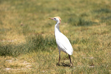 Heron, Phoenicopterus, swan, bird, water, lake, nature, animal, swans, birds, wildlife, white, wild, pond, animals, river, beautiful, beauty, flamingo, sea, beak, flock, feather, feathers,