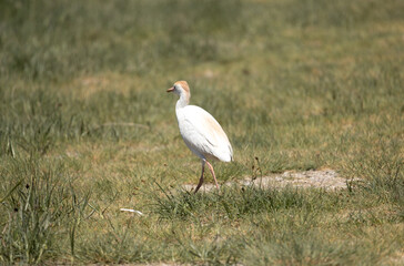 Obraz premium bird, egret, white, animal, nature, wildlife, heron, beak, crane, water, feathers, wild, feather, birds, grass, blue, great