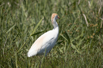 Fototapeta premium bird, egret, white, animal, nature, wildlife, heron, beak, crane, water, feathers, wild, feather, birds, grass, blue, great
