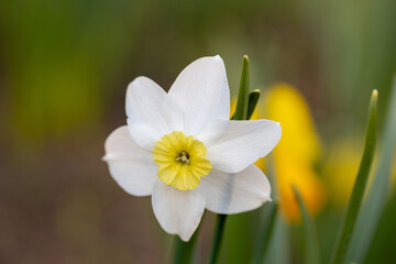 White flower of daffodil Narcissus cultivar Obdam from Double Group