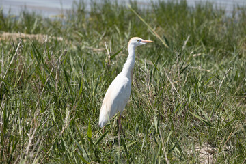 Obraz premium bird, egret, white, animal, nature, wildlife, heron, beak, crane, water, feathers, wild, feather, birds, grass, blue, great