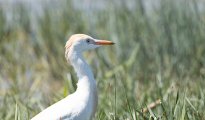 Obraz premium bird, egret, white, animal, nature, wildlife, heron, beak, crane, water, feathers, wild, feather, birds, grass, blue, great