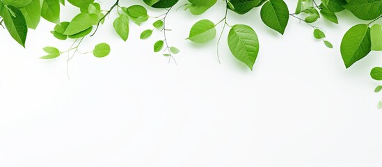 Fototapeta premium Abstract copy space image of green leaves and branches on a white background representing the concept of nature love for the earth and ideal for design and decoration with a textured environment