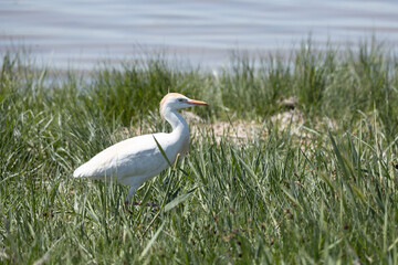 Fototapeta premium bird, egret, white, animal, nature, wildlife, heron, beak, crane, water, feathers, wild, feather, birds, grass, blue, great