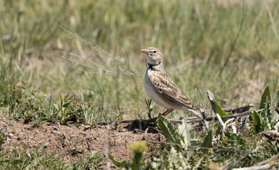Obraz premium bird, nature, wildlife, animal, wild, sparrow, beak, brown, feather, grass, green, wagtail, feathers, small, birds, grey, fauna