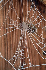 Spinnennetz mit Raureif