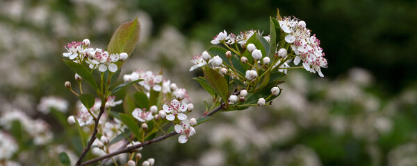 Panorama of flowers of Aronia melanocarpa 'Hugin' in a garden in early summer