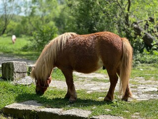 Macro capture of a horse eating grass up close, highlighting the serene harmony between the animal and its environment.