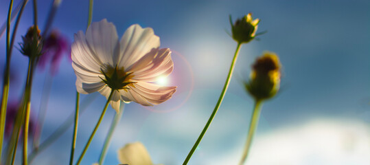 Beautiful blooming white cosmos field with blue sky background