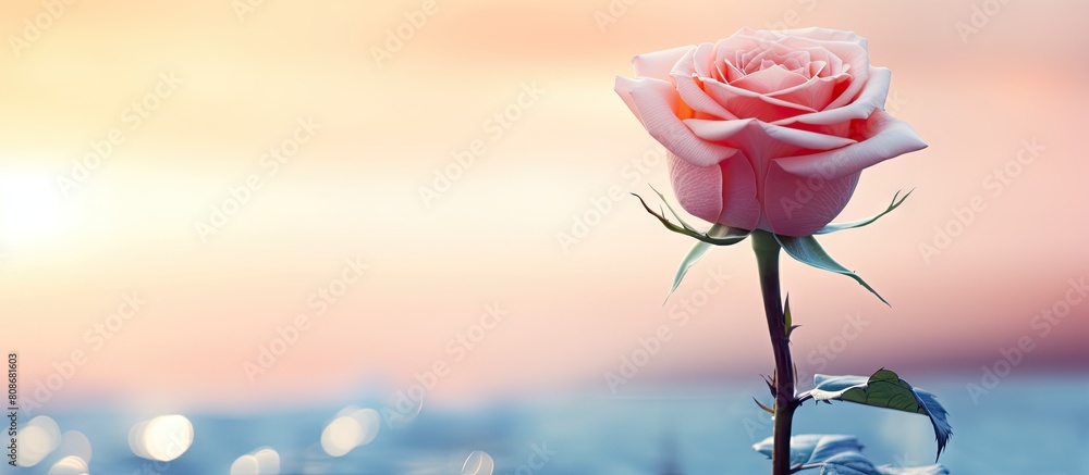 Poster there is a beautiful rose in the picture with empty space around it. copy space image. place for add