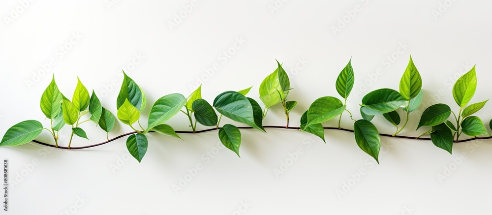 Poster a line of vibrant green leaves arranged neatly against a grey background with ample space for a copy
