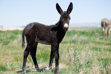 Baby donkey, animal, donkey, mammal, farm, grass, nature, goat, field, brown, baby, green, fur,...