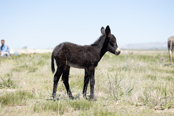 Donkey, baby donkey, horse, animal, horses, grass, nature, field, farm, meadow, pasture, grazing,...