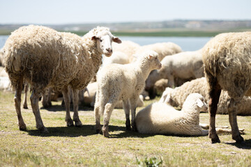 sheep, lamb, animal, farm, grass, field, wool, agriculture, farming, nature, ewe, spring, meadow, lambs, pasture, green, grazing, livestock, herd, white, mammal, countryside, rural, flock, country