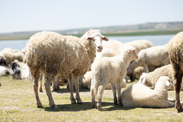 sheep, lamb, animal, farm, grass, field, wool, agriculture, farming, nature, ewe, spring, meadow,...