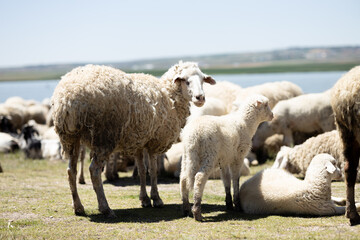 Naklejka premium sheep, lamb, animal, farm, grass, field, wool, agriculture, farming, nature, ewe, spring, meadow, lambs, pasture, green, grazing, livestock, herd, white, mammal, countryside, rural, flock, country