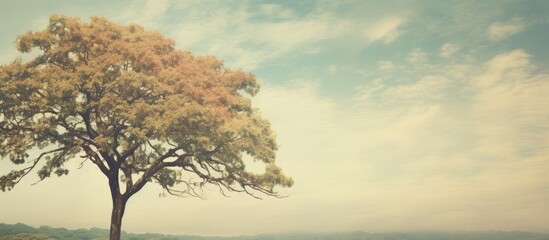 A vintage color effect enhances the beauty of a large tree with a treetop view against the backdrop of the sky providing ample copy space in this nature image