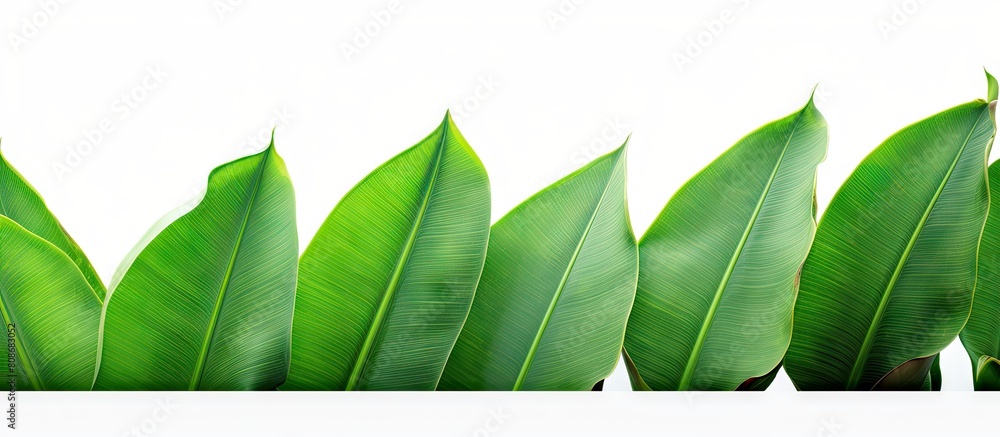 Poster a tropical green banana leaf is shown in a copy space image on a white background it can be used for