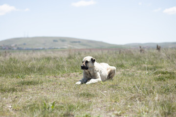 dog, animal, pet, puppy, white, cute, canine, grass, terrier, brown, mammal, portrait, dogs, jack, breed, green, nature, young, sitting, domestic, greyhound, playing, isolated