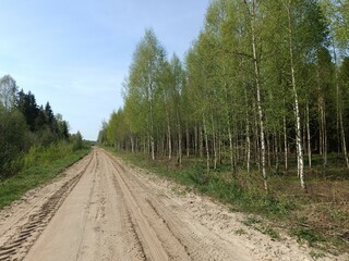Road in forest in Siauliai county during sunny summer day. Oak and birch tree woodland. Sunny day with white clouds in blue sky. Bushes are growing in woods. Sandy road. Nature. Miskas.