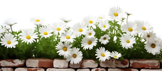 Fototapeta premium The white background features a border composed of daisies green leaves and bricks providing ample copy space for an image